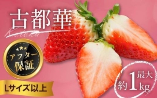 古都華 500g～1㎏ Lサイズ以上 2026年 1月から発送