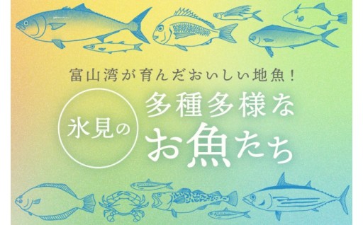 多種多様！新鮮！氷見のお魚たち