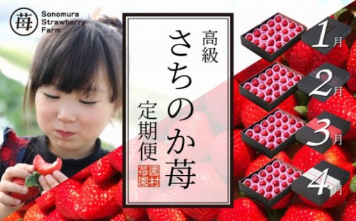 🍓✨宇土市のブランド苺！！「さちのか苺」を毎月楽しんでみませんか✨🍓