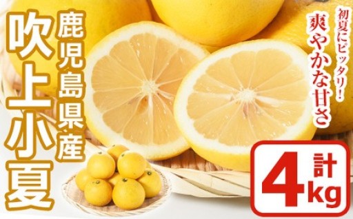 ＜先行予約受付中！3月下旬～5月上旬までの間に発送＞鹿児島県産！吹上小夏(4kg)