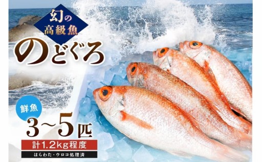 脂ののった✨幻の高級魚✨🐟「のどぐろ」🐟