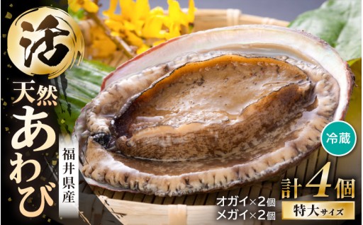 【期間限定】発送前日に漁獲！活のいい天然アワビ✨