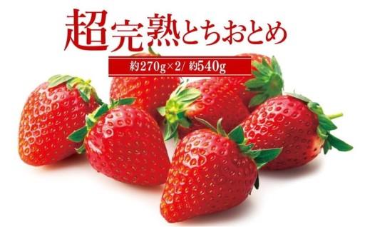 【おすすめ返礼品】篠崎さんが育てた朝どれとちおとめ