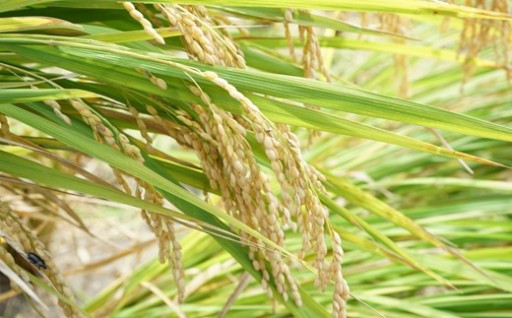 安全おいしい！うすきのお米