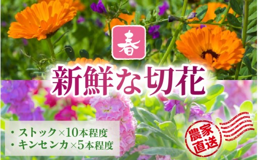 【花農家直送】摘みたての鮮度で出荷！季節の花々🌼