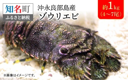 沖永良部島産！ゾウリエビ 約1kg（4～7尾）🦞