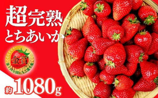 【まだ間に合う年末寄附】いちご選手権金賞受賞！超完熟とちあいかのご紹介