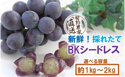 テレビで紹介！【先行予約】農家直送！朝づみぶどう BKシードレス 種なし