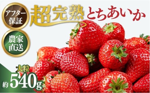 【おすすめ返礼品】本当の完熟！小島いちご園の朝採れとちあいか