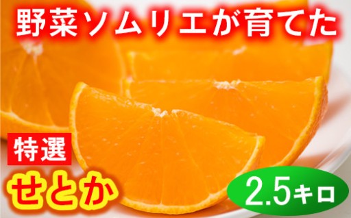野菜ソムリエ石児さんの「特選せとか 2.5kg」