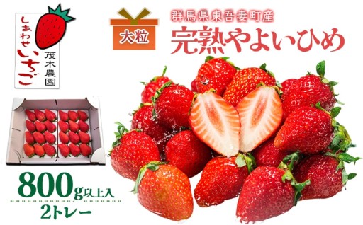 【贈答用】やよいひめ 2トレー（800g以上） いちご