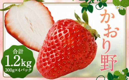 いちご 「かおり野」プレミアム 300g×4パック