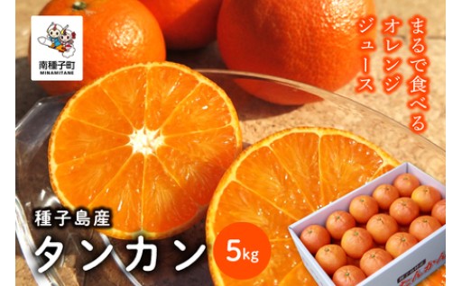 濃厚な味と甘み・酸味とのバランスが絶妙！種子島産タンカン約5kg （24玉～30玉）