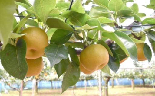 【先行予約開始】梨農家直送「幸水」「豊水」