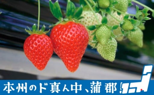 太陽（サン）の愛情をいっぱいうけたストロベリー！