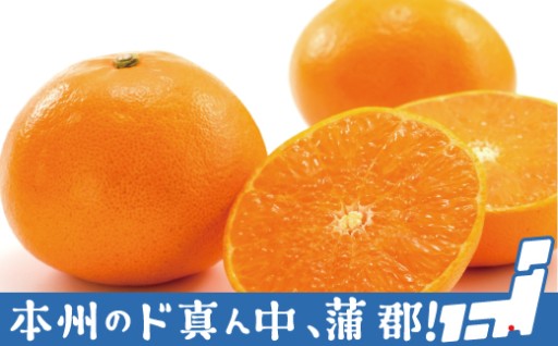 豊富な果汁と良い香り！蒲郡産「せとか」をどうぞお楽しみ下さい！