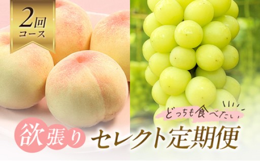 【2026年先行予約】 桃 ぶどう 欲張りセレクト 定期便 2回コース ( 白桃 ・ シャインマスカット ）
