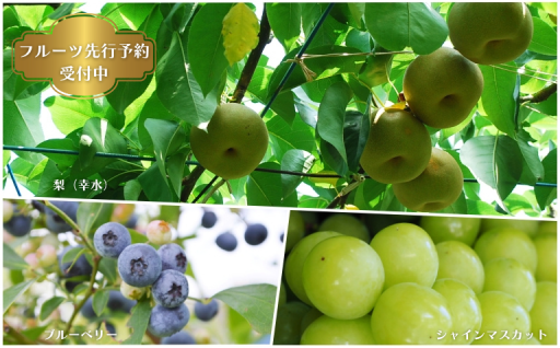 伊奈町の美味しいフルーツ♪先行予約受付中です