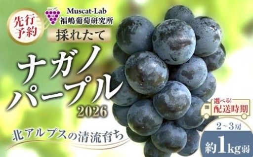 リピーター多数！ナガノパープル2026先行予約開始！北アルプスの清流育ち