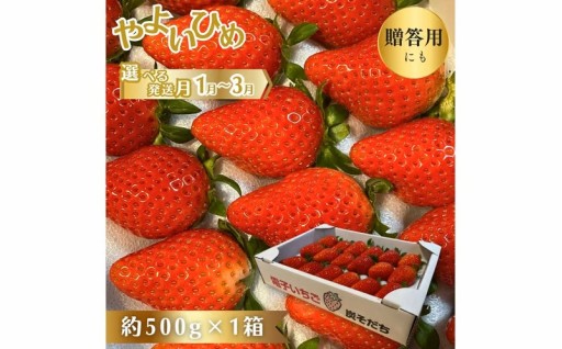 食べたら分かる味の違い！こだわり栽培のやよいひめ