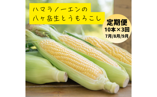 メディアで話題！ハマラノーエンの生とうもろこし　＜2026年発送＞朝採れ 八ヶ岳生とうもろこし 10本全3回