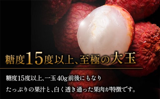 ✨新富自慢のブランドフルーツ新富ライチ2026✨