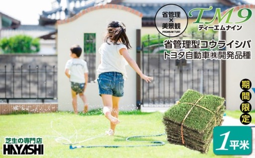 お庭の芝生選びに！コウライシバのご紹介🌿