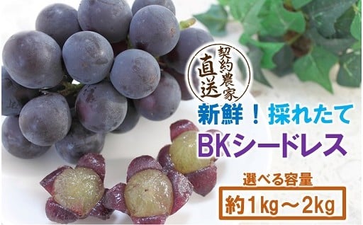 テレビで紹介！【先行予約】農家直送！朝づみぶどう BKシードレス 種なし