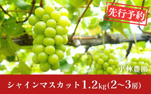 ＼ふるさと納税といえば！シャインマスカット／ 【1.2kg】 先行予約  《小林農園》
