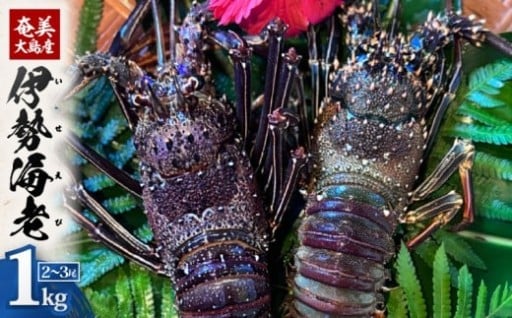 新鮮な伊勢海老を鮮度そのままお届け！！奄美大島産 伊勢海老 約1kg（2～3尾）🦞✨