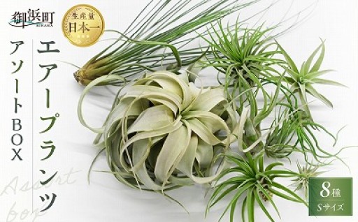 【🌿お洒落にグリーンを飾ろう✨】エアープランツアソートBOX