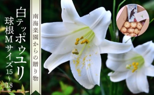 沖永良部島産 白テッポウユリ（えらぶ百合）球根Mサイズ15～18球🌼