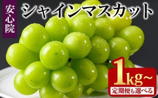 シャインマスカット(1kg/2kg×1回・3回)