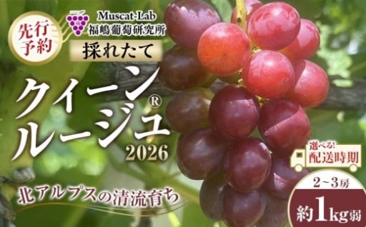 先行予約　クイーンルージュ®　2房～3房　約1キロ弱