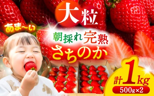 【朝採れ完熟】口いっぱいに広がる幸せの香り♪