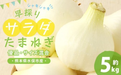 1年に1度だけ!甘くて柔らかい!早採りサラダ玉ねぎ 約5kg