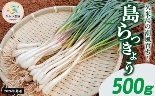 【2026年1月より順次発送】久米島の潮風育ち！島らっきょう 500g