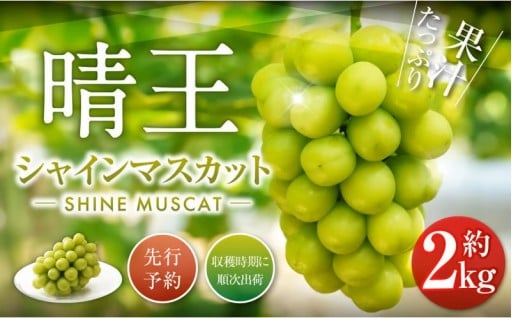 シャインマスカット 晴王 2kg 【2026年9月下旬-10月下旬発送予定】