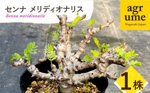 【希少な塊根植物】センナ メリディオナリス