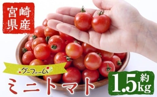 ＜期間限定＞ミニトマト(約1.5kg)