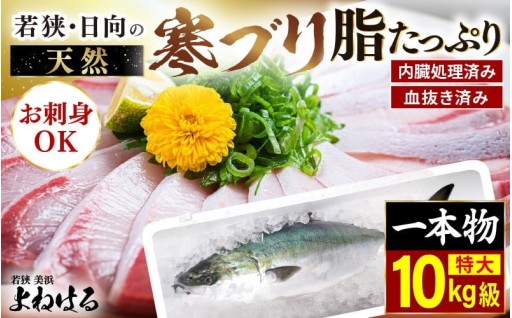 【極上】脂のり抜群！旬の天然物！一本ごとお届け！