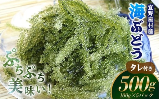 【2026年発送】宜野座村の海ぶどう（100g×5パック）