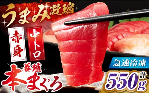 長崎県産 本マグロ（中トロ・赤身）550g超