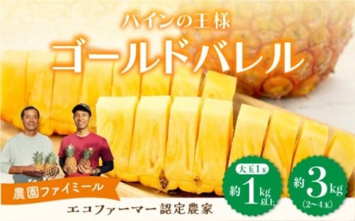 【先行予約】パインの最高峰と言われる『ゴールドバレル』