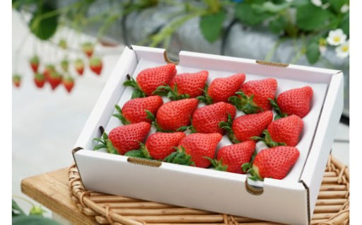 市場に出ることの少ない希少品種『女峰』いちご！