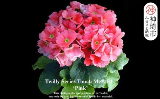 冬のお部屋で可愛い花が楽しめる🌼