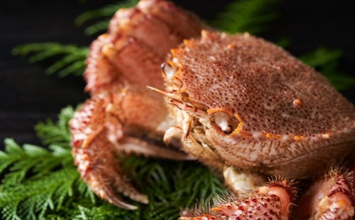 【北海道浦河産🦀毛がに🦀】