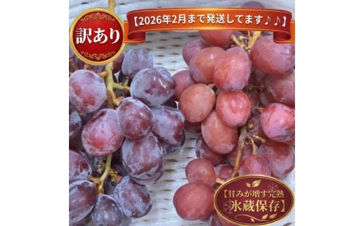 【2026年2月まで発送してます♪♪】【甘みが増す完熟 氷蔵保存】訳あり おまかせ♪希少品種 2房セット