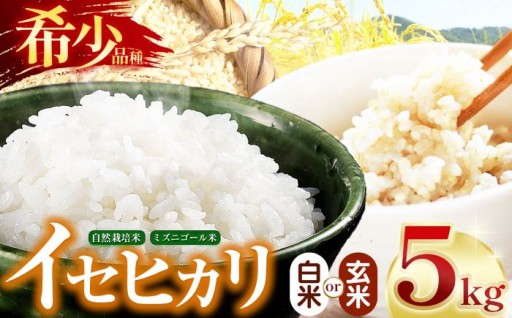【令和7年産】自然栽培 イセヒカリ 5kg ≪白米 or 玄米≫ 選べる 長野県産