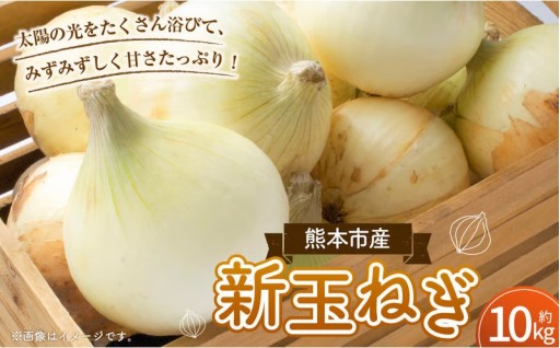 【数量限定】新玉ねぎ 約 10kg【2026年3月下旬～4月下旬発送予定】